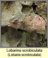 Lobaria scrobiculata