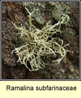 Ramalina subfarinaceae