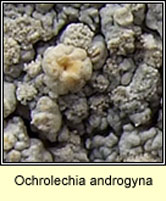 Ochrolechia androgyna