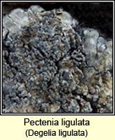Pectenia ligulata, Degelia ligulata