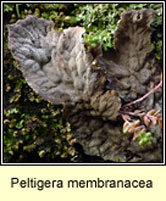 Peltigera membranacea