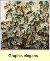 Graphis elegans, Script Lichen