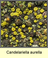 Candelariella aurella