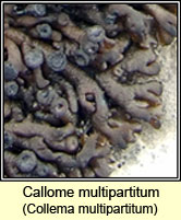 Callome multipartitum, Collema multipartitum