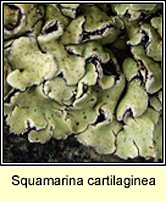 Squamarina cartilaginea