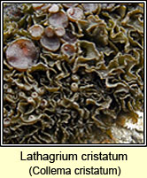 Collema cristatum