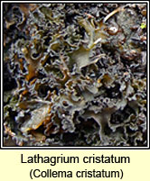 Collema cristatum