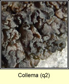 Collema
