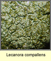 Lecanora compallens