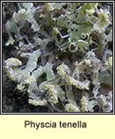 Physcia tenella