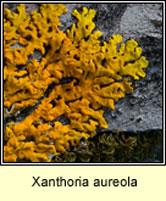Xanthoria aureola