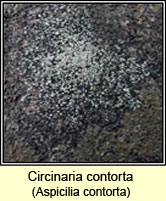 Aspicilia contorta subsp contorta