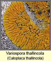 Caloplaca thallincola