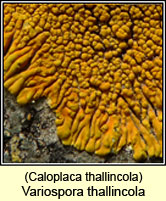 Variospora thallincola, Caloplaca thallincola