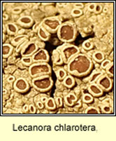 Lecanora chlarotera