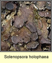 Solenopsora holophaea