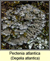 Pectenia atlantica, Degelia atlantica