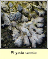 Physcia caesia