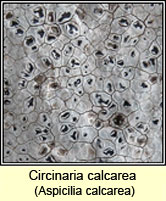 Circinaria calcarea, Aspicilia calcarea