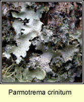 Parmotrema crinitum