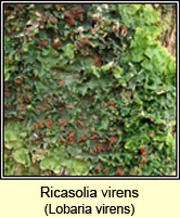 Ricasolia virens, Lobaria virens