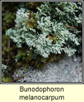Bunodophoron melanocarpum