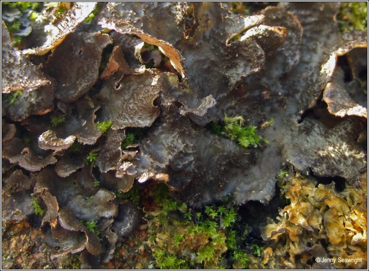 Sticta sylvatica