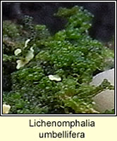 Lichenomphalia umbellifera