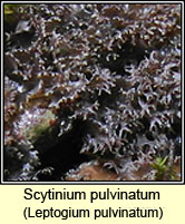 Scytinium pulvinatum, Leptogium pulvinatum