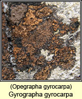 Gyrographa gyrocarpa, Opegrapha gyrocarpa