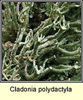 Cladonia polydactyla