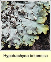 Hypotrachyna britannica