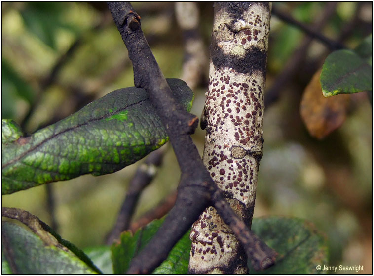 Japewiella tavaresiana