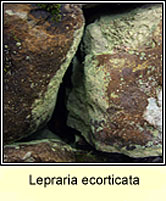 Lepraria ecorticata