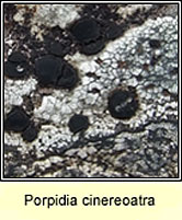 Porpidia cinereoatra