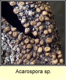 Acarospora sp