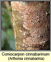 Coniocarpon cinnabarinum, Arthonia cinnabarina