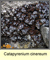Catapyrenium cinereum