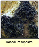 Racodium rupestre