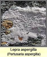 Pertusaria aspergilla