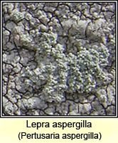Pertusaria aspergilla