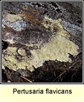 Pertusaria flavicans