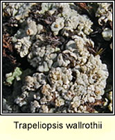 Trapeliopsis wallrothii