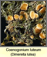 Coenogonium luteum, Dimerella lutea