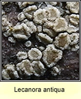 Lecanora antiqua