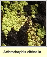 Arthrorhaphis citrinella