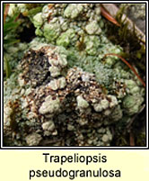 Trapeliopsis pseudogranulosa