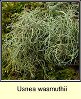 Usnea wasmuthii