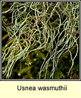 Usnea wasmuthii
