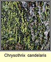 Chrysothrix  candelaris